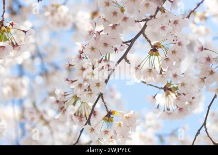 Blick vom Himmel auf süße und schöne weiße Kirschblüten (Sakura-Blume), Goryokaku Park, Hakodate, Hokkaido, Japan Stockfoto