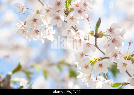 Blick vom Himmel auf süße und schöne weiße Kirschblüten (Sakura-Blume), Goryokaku Park, Hakodate, Hokkaido, Japan Stockfoto