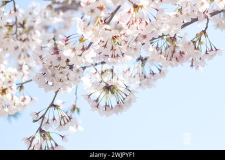 Blick vom Himmel auf süße und schöne weiße Kirschblüten (Sakura-Blume), Goryokaku Park, Hakodate, Hokkaido, Japan Stockfoto