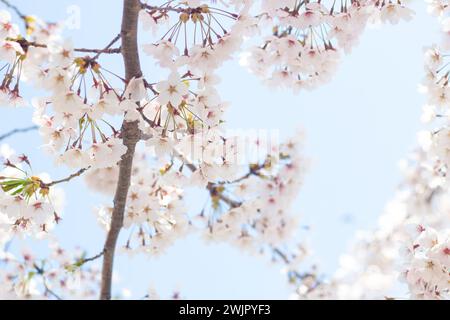 Blick vom Himmel auf süße und schöne weiße Kirschblüten (Sakura-Blume), Goryokaku Park, Hakodate, Hokkaido, Japan Stockfoto