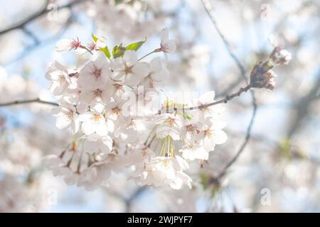 Blick vom Himmel auf süße und schöne weiße Kirschblüten (Sakura-Blume), Goryokaku Park, Hakodate, Hokkaido, Japan Stockfoto