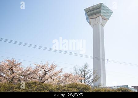 Wunderschöne Landschaft in der Kirschblütenzeit des Goryokaku-Turms und hellrosa Kirschblüten, Hakodate, Hokkaido, Japan Stockfoto