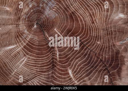 Holzkorn eines kürzlich gesägten Baumes im Ledges State Park in der Nähe von Boone, Iowa, USA Stockfoto