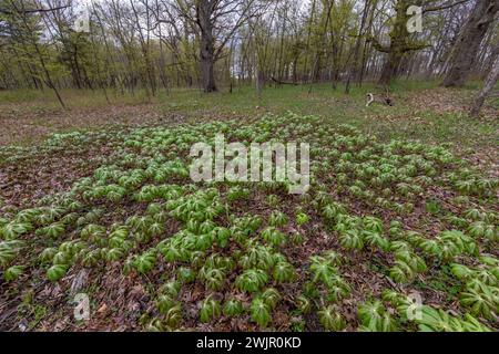 Mayapple, Podophyllum peltatum, Ledges State Park in der Nähe von Boone, Iowa, USA Stockfoto