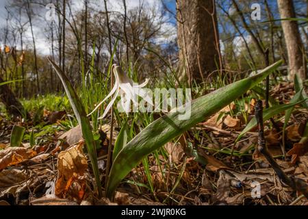 Weiße Forelle Lily, Erythronium albidum, blüht im Frühlingswald des Ledges State Park in der Nähe von Boone, Iowa, USA Stockfoto