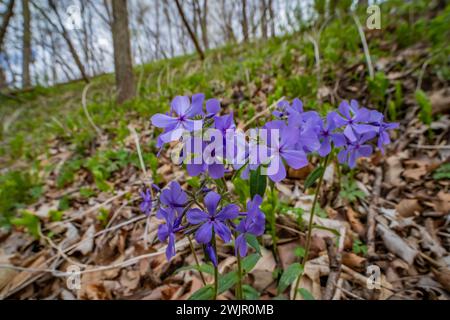 Wild Blue Phlox, Phlox divaricata, blüht im Ledges State Park in der Nähe von Boone, Iowa, USA Stockfoto