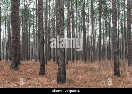 Ein Winterspaziergang im Congaree National Forest in der Nähe von Columbia, South Carolina. Stockfoto