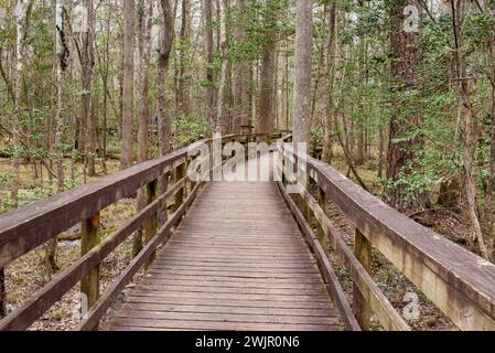 Ein Winterspaziergang im Congaree National Forest in der Nähe von Columbia, South Carolina. Stockfoto