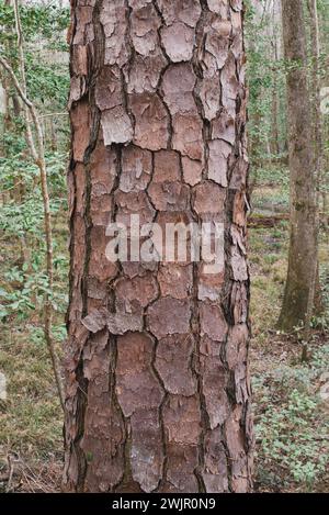 Ein Winterspaziergang im Congaree National Forest in der Nähe von Columbia, South Carolina. Stockfoto