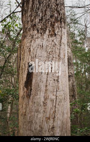 Ein Winterspaziergang im Congaree National Forest in der Nähe von Columbia, South Carolina. Stockfoto