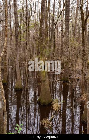 Ein Winterspaziergang im Congaree National Forest in der Nähe von Columbia, South Carolina. Stockfoto