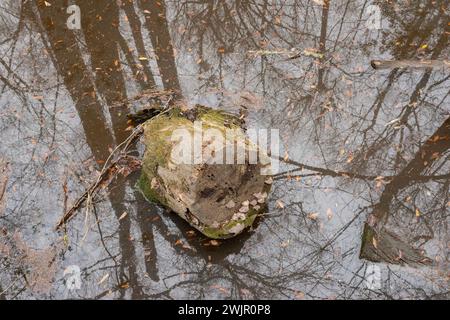 Ein Winterspaziergang im Congaree National Forest in der Nähe von Columbia, South Carolina. Stockfoto