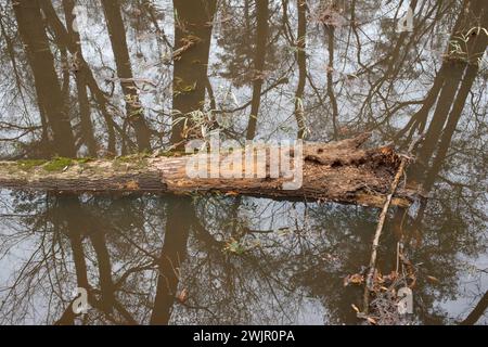 Ein Winterspaziergang im Congaree National Forest in der Nähe von Columbia, South Carolina. Stockfoto