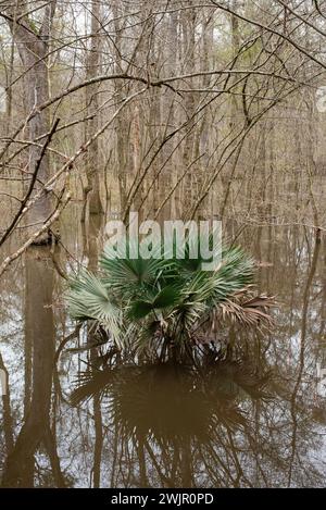 Ein Winterspaziergang im Congaree National Forest in der Nähe von Columbia, South Carolina. Stockfoto