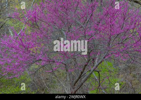 Eastern Redbud, Cercis canadensis, blüht im Wald des Ledges State Park in der Nähe von Boone, Iowa, USA Stockfoto
