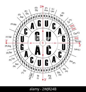 RNA-Codons, Abbildung Stockfoto