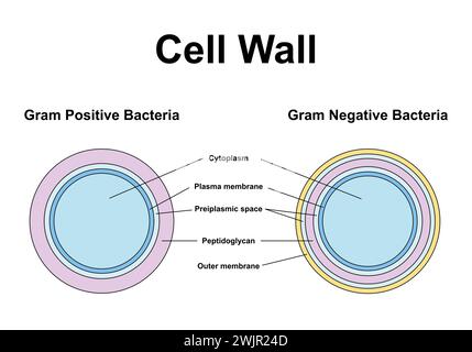 Gram-positive und Gram-negative Bakterien, Illustration Stockfoto