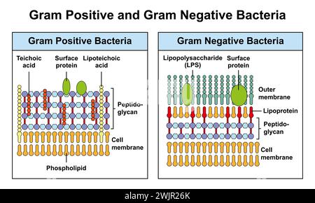 Gram-positive und Gram-negative Bakterien, Illustration Stockfoto