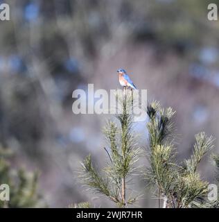 Eastern Bluebird thront auf einer Kiefer in New England Stockfoto