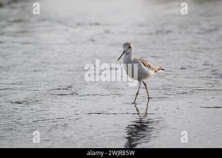 Ein einsamer gemeiner Greenshank weht etwas flaches Wasser auf dem Wattenmeer auf der Suche nach kleinen wirbellosen Tieren, von denen sie sich ernähren können. Stockfoto