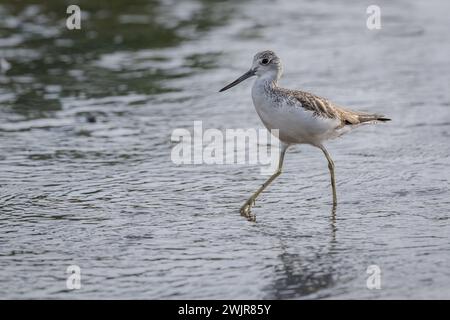 Ein einsamer gemeiner Greenshank weht etwas flaches Wasser auf dem Wattenmeer auf der Suche nach kleinen wirbellosen Tieren, von denen sie sich ernähren können. Stockfoto