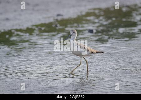 Ein einsamer gemeiner Greenshank weht etwas flaches Wasser auf dem Wattenmeer auf der Suche nach kleinen wirbellosen Tieren, von denen sie sich ernähren können. Stockfoto