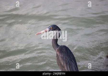 Der Pazifische Riffreiher (Egretta sacra), dunkle Morph, vor dem Hintergrund des Meeres, während er Fische aus nächster Nähe jagt. Stockfoto