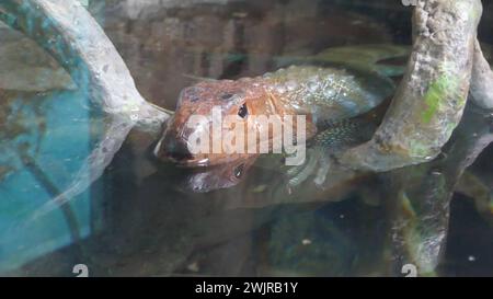 Los Angeles, Kalifornien, USA 14. Februar 2024 Caiman Lizard in Rainforest of the. Amerika im LA Zoo am 2024. Februar 2024 in Los Angeles, Kalifornien, USA. Foto: Barry King/Alamy Stock Photo Stockfoto