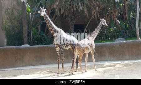 Los Angeles, Kalifornien, USA 14. Februar 2024 Maasai Giraffen im LA Zoo am 2024. Februar 2024 in Los Angeles, Kalifornien, USA. Foto: Barry King/Alamy Stock Photo Stockfoto