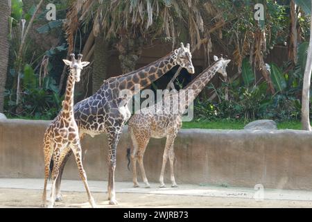 Los Angeles, Kalifornien, USA 14. Februar 2024 Maasai Giraffen im LA Zoo am 2024. Februar 2024 in Los Angeles, Kalifornien, USA. Foto: Barry King/Alamy Stock Photo Stockfoto