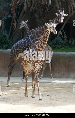 Los Angeles, Kalifornien, USA 14. Februar 2024 Maasai Giraffen im LA Zoo am 2024. Februar 2024 in Los Angeles, Kalifornien, USA. Foto: Barry King/Alamy Stock Photo Stockfoto