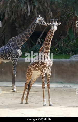 Los Angeles, Kalifornien, USA 14. Februar 2024 Maasai Giraffen im LA Zoo am 2024. Februar 2024 in Los Angeles, Kalifornien, USA. Foto: Barry King/Alamy Stock Photo Stockfoto