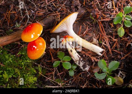 Hygrophorus speciosus, Lärchenwachskappe, wächst unter gemischten Nadelbäumen, entlang des Camp Creek im Lincoln County, Montana Domäne: Eukaryota Kingdom: Fungi Div Stockfoto