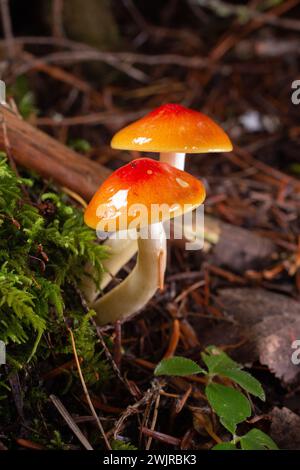 Hygrophorus speciosus, Lärchenwachskappe, wächst unter gemischten Nadelbäumen, entlang des Camp Creek im Lincoln County, Montana Domäne: Eukaryota Kingdom: Fungi Div Stockfoto