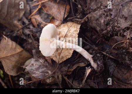 Lepiota felina, Katzenschlappen, wächst unter gemischten Nadel- und Baumwollbäumen, oberhalb des Callahan Creek, in Troy, Montana Lepiota felina Domäne: Eukary Stockfoto