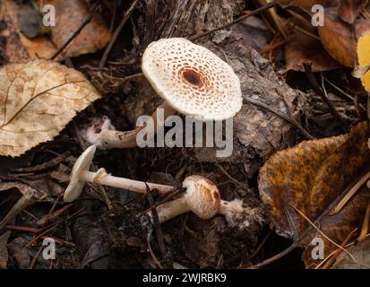 Lepiota felina, Katzenschlappen, wächst unter gemischten Nadel- und Baumwollbäumen, oberhalb des Callahan Creek, in Troy, Montana Lepiota felina Domäne: Eukary Stockfoto