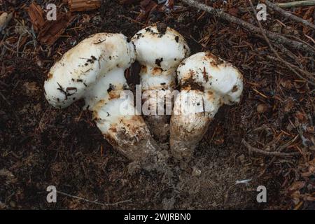 Matsutake-Pilze, Tricholoma murillianum, wachsen unter westlichen roten Zedern, westlichen Schierlingen und gemischten Nadelbäumen westlich von Troy, MT Stockfoto