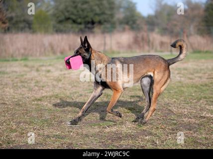 malinois-Training für Gehorsamsdisziplin in der Natur Stockfoto