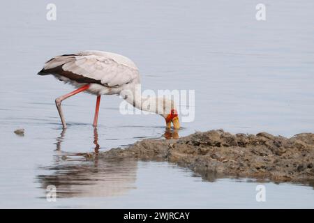 Gelbschnabelstorch, manchmal auch Holzstorch oder Holzstorch genannt, ist in Regionen südlich der Sahara weit verbreitet und kommt auch in Madagaskar, Sci, vor Stockfoto