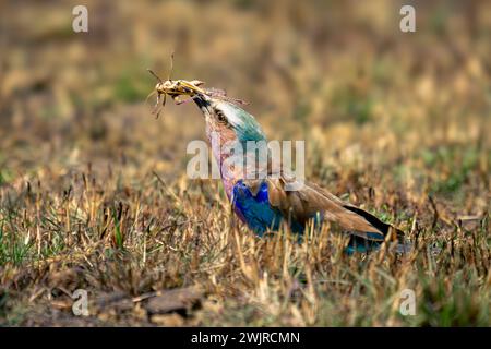 Fliederbrust-Insekt auf kurzem Gras Stockfoto