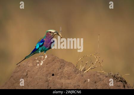 Fliederbrust-Insekt auf Termitenhügel Stockfoto