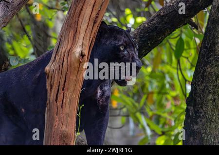 Indochinesischer schwarzer Leopard (Panthera pardus delacouri), der auf einem Baumzweig steht Stockfoto