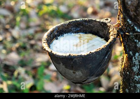 Gärtner Tippen auf Latex Gummi Baum. Latex extrahiert aus Gummibaum. Stockfoto