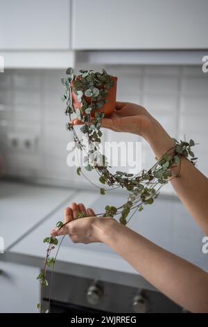 Hand haltende Ceropegia Woodii-Zimmerpflanze mit langen herzförmigen Blättern in Terrakotta-Topfnaht Stockfoto