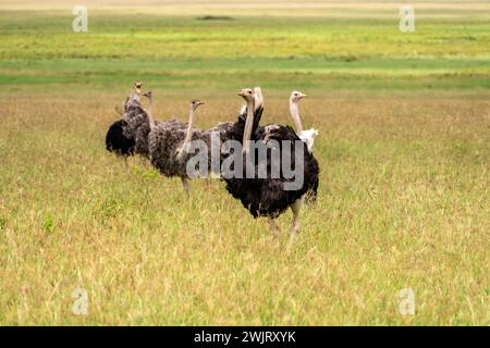 Männliche gemeinsame Strauß (Struthio Camelus) Stockfoto