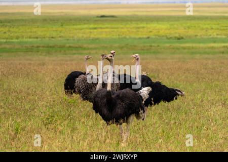 Männliche gemeinsame Strauß (Struthio Camelus) Stockfoto