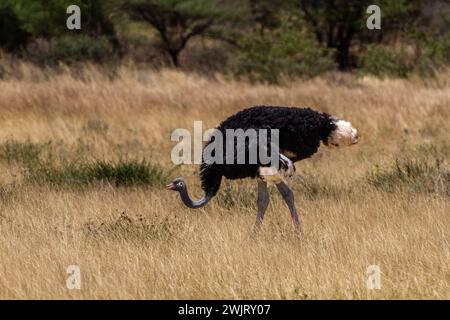 Somalischer Strauß (Struthio molybdophanes) nistet im Samburu-Nationalpark Stockfoto