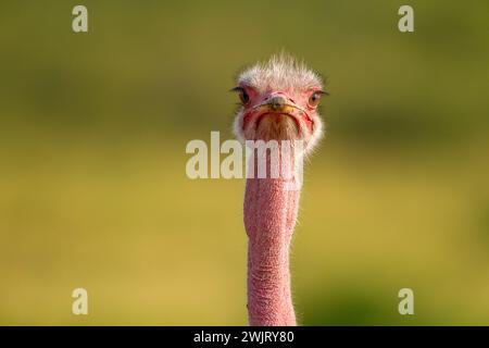 Männliche gemeinsame Strauß (Struthio Camelus) Stockfoto