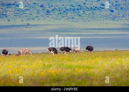 Gruppe gemeiner Strauße (Struthio camelus), die im Ngorongoro Conservation Area im Norden Tansanias gesammelt wurden Stockfoto