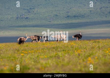 Gruppe gemeiner Strauße (Struthio camelus), die im Ngorongoro Conservation Area im Norden Tansanias gesammelt wurden Stockfoto